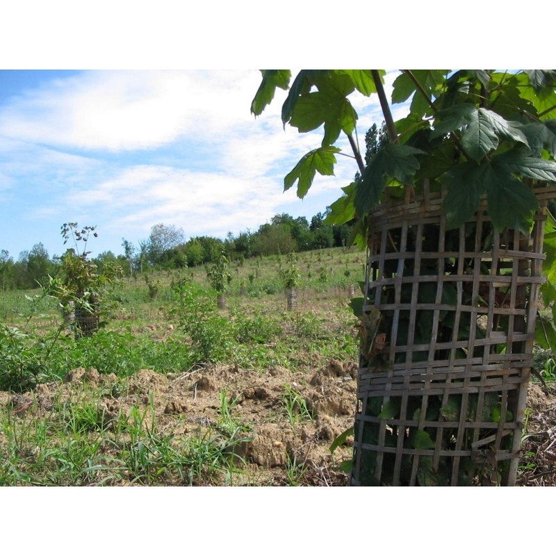 Manchon D'arbre Pour Bois Régulier Diamana W 50 - Mitsubishi Chemical - Droitier