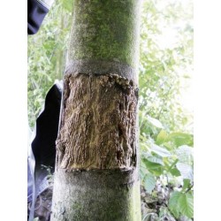Bite Protect - Gaine de protection pour tronc d'arbre