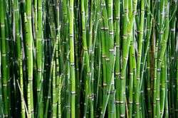 Spéciale Bambou